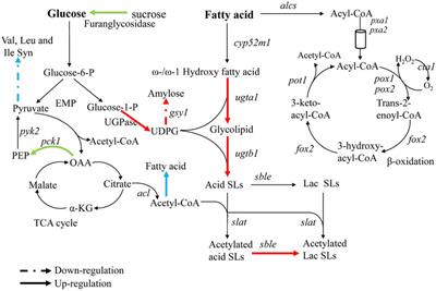 A Cumulative Effect by Multiple-Gene Knockout Strategy Leads to a Significant Increase in the Production of Sophorolipids in Starmerella Bombicola CGMCC 1576